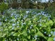 Brunnera macrophylla