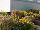 Narcyzy kwitną wśród karp trawy pampasowej