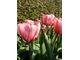 Tulipan "Pink Impresssion"