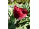 Tulipan "Bright Pink Lady"