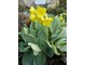 Primula auricula