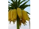 Szachownica cesarska jest dość wysoką rośliną i najwyższą wśród przedstawicieli swojego rodzaju