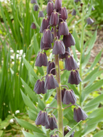  Szachownica perska (Fritillaria persica) - jest dość wysoka i ma szare liście oraz niespotykany, prawie czarny kolor kwiatów