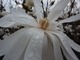 Dzięki śnieżnej bieli kwiatów magnolia robi duże wrażenie w ogrodzie i widać ją z daleka