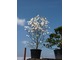 Magnolia gwiaździsta (M. stellata) rośnie zarówno w słońcu jak i w półcieniu i jest bardzo odporna