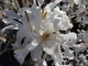 Ta magnolia należy do najwcześniej kwitnących, ponieważ zakwita już w kwietniu