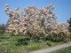 Drzewo magnolii w ogrodzie botanicznym