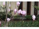 Magnolie kwitną bardzo obficie, w większości gatunków przed rozwojem liści