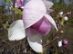 Kwiaty są wielkie i bardzo widowiskowe koloru białego poprzez różowy w różnych odcieniach