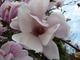 Galeria kwiatów magnolii