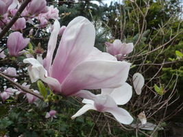 Kwiaty szybko przekwitają, ale warto mieć magnolię choćby dla tych paru dni