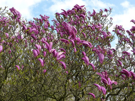 Magnolia lilliflora "Susan"