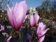 Galeria kwiatów magnolii