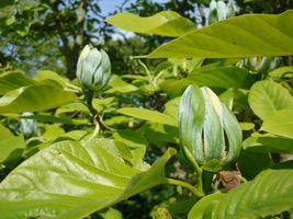 Magnolia acuminata - magnolia drzewiasta kwitnie na przełomie maj - czerwiec