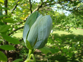 Kwiat tej magnolii z zewnątrz jest zielony, wydaje się nawet, że niebieski - jakby pokryty woskowym nalotem, a wewnątrz zielonożółty