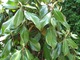 Magnolia grandiflora - magnolia wielkokwiatowa  ma duże, jajowate i zimozielone liście