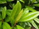 Błyszczące liście magnolii wielkokwiatowej podobne są do liści fikusa