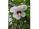 Magnolia sieboldii - magnolia Siebolda kwitnie latem