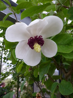 Magnolia sieboldii - magnolia Siebolda kwitnie latem