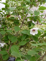 Ta magnolia jest bardzo odporna na mróz, jednak nie lubi suszy