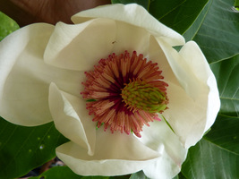 Magnolia x wiesneri (x watsonii) - kremowo - biały kwiat z różowymi pręcikami