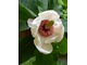 Magnolia x wiesneri (x watsonii)