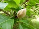 Magnolia x wiesneri (x watsonii)- pąk kwiatowy