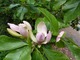 Magnolia x wiesneri (x watsonii) - kwiat