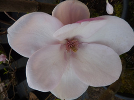 Magnolia soulangeana "Lennei" - kwiat