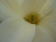 Magnolia denudata "Yellow River" - wnętrze kwiatu
