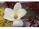 Kwiat magnolii "Yellow River"