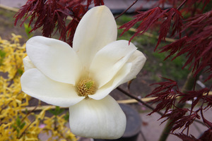 Kwiat magnolii "Yellow River"