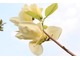 Magnolia denudata "Yellow River"