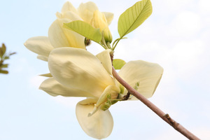 Magnolia denudata "Yellow River"