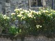 Róże pnące w piękny sposób zdobią ogrodzenie, na dole powojnik (Clematis), fot. Danuta Młoźniak
