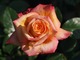 "Barock" - róża pnąca, nostalgiczna, fot. Anna Ścigaj
