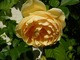 "Graham Thomas" róża krzaczasta o cechach róży pnącej, pachnąca, fot. Danuta Młoźniak
