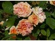 "Alchymist" - obficie kwitnąca, róża pnąca wiotka, climber, fot. Anna Ścigaj