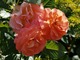 "Westerland" - róża parkowa, często wykorzystywana jako pnącze, fot. Anna Ścigaj 