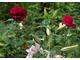 "Rose des 4 Vents" i lilia 'Muscadet", fot. Anna Ścigaj