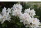 Rhododendron "Cunningham's White" ma dość zwarty pokrój i należy do moich ulubionych. Posadziłam go w swoim ogrodzie