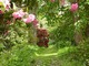Tajemniczy ogród z różanecznikami