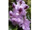 Rhododendron "Blue Peter" stanowi wspaniały akcent jako pojedyncza roślina ze względu na niespotykany kolor