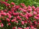 Te efektowne krzewy wybuchają kolorem każdej wiosny z niewiarygodną obfitością kwiatów