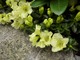 Małe różaneczniki o prawie zielonych kwiatach. Niektórzy opisują je jako kremowe
