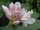 Rhododendron "Cunningham's White" ma na początku różowawe kwiaty, które potem stają się białe.