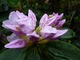 Rhododendron "Effner" rośnie bardzo powoli po wielu latach osiąga 1,5 m wysokości