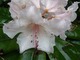 Rhododendron "Simona" ma kwiaty okazałe, kremowobiałe w różowym odcieniu, z delikatną bordową plamką