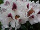 Rhododendron "Humboldt" ma kwiaty z intensywnie wybarwioną plamką utworzoną z bardzo licznych zlewających się cętek