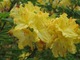 Niektóre okazy sadzimy dla pięknego zapachu (Rhododendron "Anneke"). Dodatkowo ta odmiana jest w pełni mrozoodporna